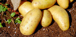 Ziemniak, kartofel, pyra… Co o nim wiesz?