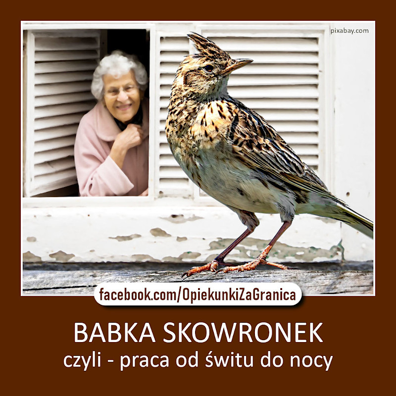 https://m.nurkowa.pl/2023/01/orig/skowronek-800x800-2470.jpg